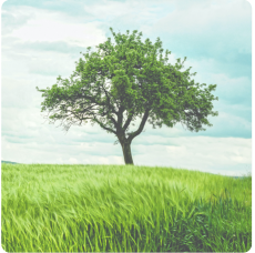 d8caea7e01a846a1807048152ed9158c.Png