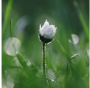 e383c8109a9646bc968c5aa51d75f4a4.Png